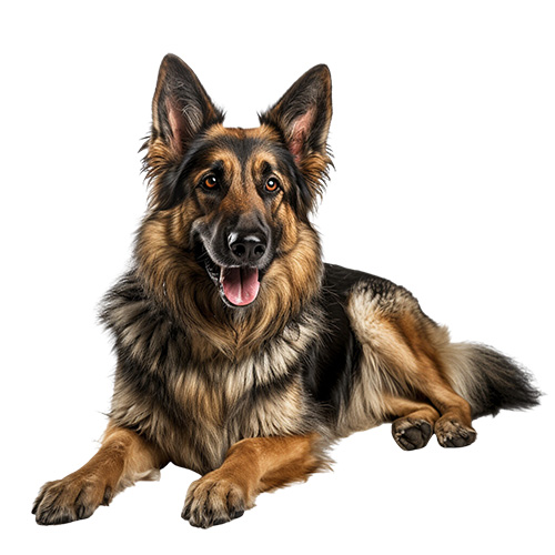 hundeschilder-warnschilder--deutscher-schaeferhund